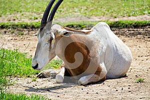 Scimitar oryx lying on grass ground with closed eyes