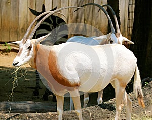 Scimitar Oryx at the Memphis Zoo
