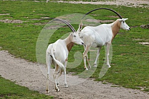 Scimitar oryx Oryx dammah