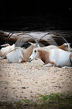 Scimitar oryx, Oryx dammah