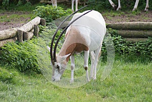 Scimitar Oryx - Oryx dammah