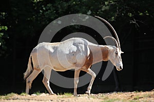 Scimitar oryx (Oryx dammah)