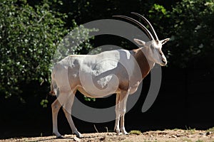 Scimitar oryx (Oryx dammah)