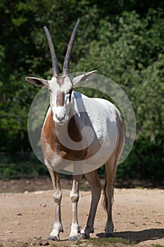 Scimitar oryx (Oryx dammah).