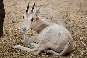 Scimitar oryx Oryx dammah