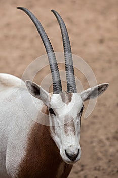 Scimitar oryx Oryx dammah