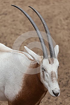 Scimitar oryx Oryx dammah
