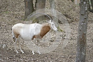 Scimitar oryx Oryx dammah, also known as the Sahara oryx or scimitar-horned oryx