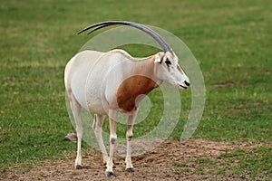 The scimitar oryx or scimitar-horned oryx Oryx dammah, also the Sahara oryx grazing on a green meadow