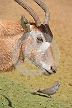 Scimitar oryx or scimitar-horned oryx or Sahara oryx,