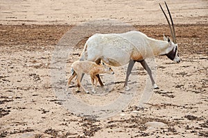 Scimitar oryx, the scimitar-horned oryx, the Sahara oryx is grazing in the desert. Animals wildlife. Watching of animals