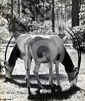 Scimitar Oryx or Scimitary-horned Orys