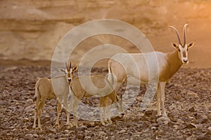 Scimitar oryx during sunset