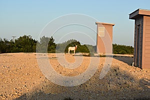Scimitar Oryx