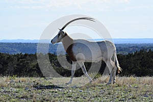 Scimitar Oryx in the Wild