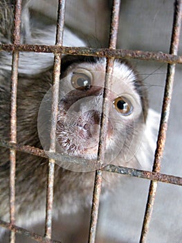 Scimmietta in gabbia