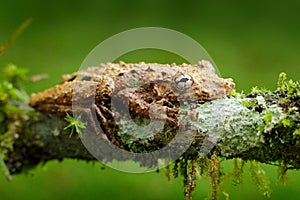 Scinax boulengeri, Boulenger\'s Snouted Treefrog, tinny amphibian with red flower.  in nature habitat. Frog from Costa Rica, tropi