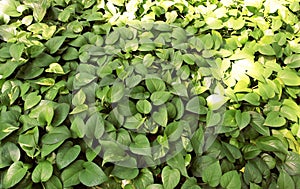 Scindapsus aureus Eagler plant