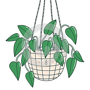 Scindapsus funny plant character in a hanging pot, vector illustration