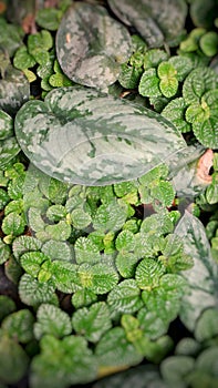 Scindapsus Pictus and Creeping Charlie leaves