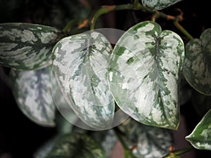 scindapsus pictus exotica and silver splash