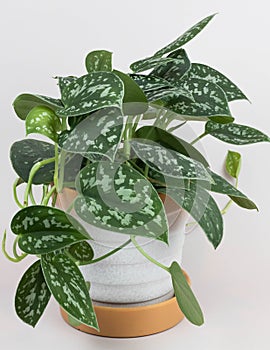 Scindapsus Pictus Houseplant in pot