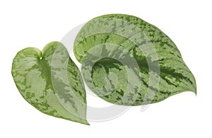 Scindapsus pictus leaves, Satin Pothos plant, Exotic foliage isolated on white background, with clipping path