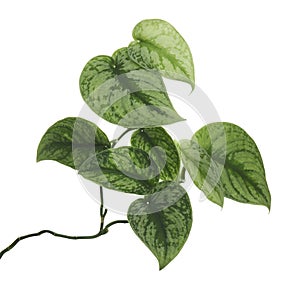 Scindapsus pictus leaves, Satin Pothos plant, Exotic foliage isolated on white background, with clipping path