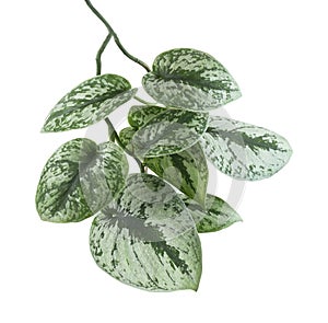 Scindapsus pictus leaves, Satin Pothos plant, Exotic foliage isolated on white background, with clipping path