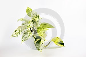 Scindapsus pictus plant in flower pot isolated on white