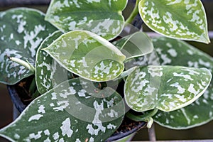 Scindapsus pictus, the satin pothos or silver vine