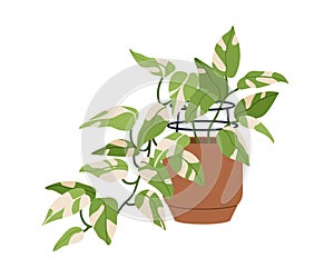 Scindapsus, potted house plant with leaf variegation. Houseplant with bicolor variegated foliage. Devil s ivy, natural