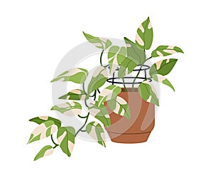 Scindapsus, potted house plant with leaf variegation. Houseplant with bicolor variegated foliage. Devil s ivy, natural photo