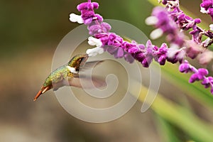 Scintilant hummungbird, hoveringnext to pink and white mimosa flower, mountain tropical forest, Costa Rica, exotic adventure