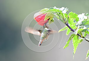Scintillant Hummingbird Selasphorus scintilla Female