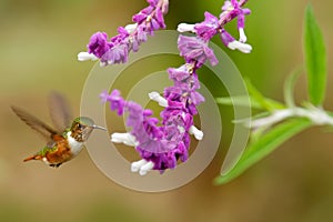 Scintillant Hummingbird, Selasphorus scintilla, tiny bird in the nature habitat, smallest bird from Costa Rica flying next to beau