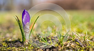 Scion of a crocus plant photo