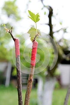 Scion fruit tree concept photo