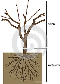 Scion is grafted onto the rootstock