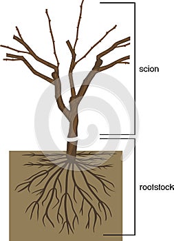 Scion is grafted onto the rootstock photo