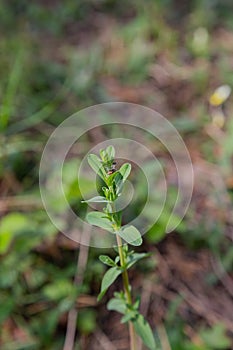 Scion of a young tree in the forest