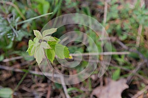 Scion of a young tree in the forest