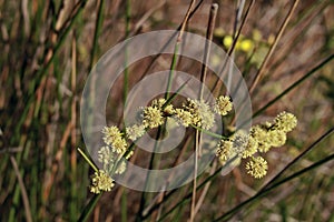 Scirpoides holoschoenus, Clustered clubrush. Headed, close up