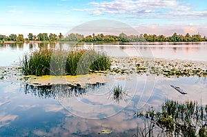 Scirpus in the Dnieper River in Kiev