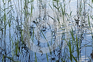 Scirpus in a lake