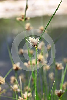 Scirpus planiculmis