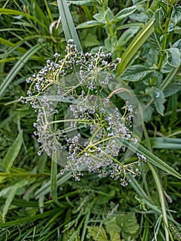 Scirpus sylvaticus / Scirpe des bois / Souchet des bois