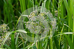 Scirpus sylvaticus is a species of flowering plant in the Cyperaceae family