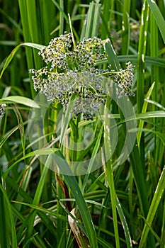 Scirpus sylvaticus is a species of flowering plant in the Cyperaceae family