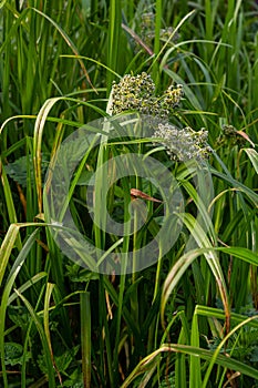 Scirpus sylvaticus is a species of flowering plant in the Cyperaceae family